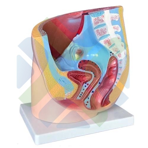 MODELO ANATOMICO PELVIS FEMENINA SECCIONADA