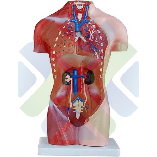 MODELO ANATOMICO TORSO HUMANO FEMENINO