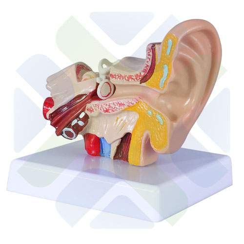 MODELO ANATOMICO OREJA