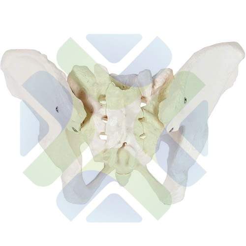 MODELO ANATOMICO PELVIS FEMENINA 