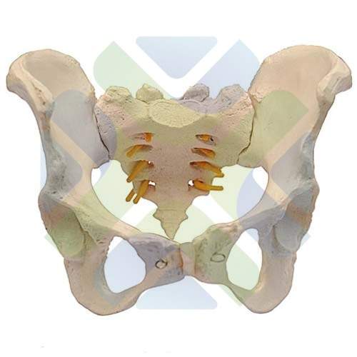 MODELO ANATOMICO PELVIS MASCULINA 